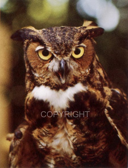 Owl
